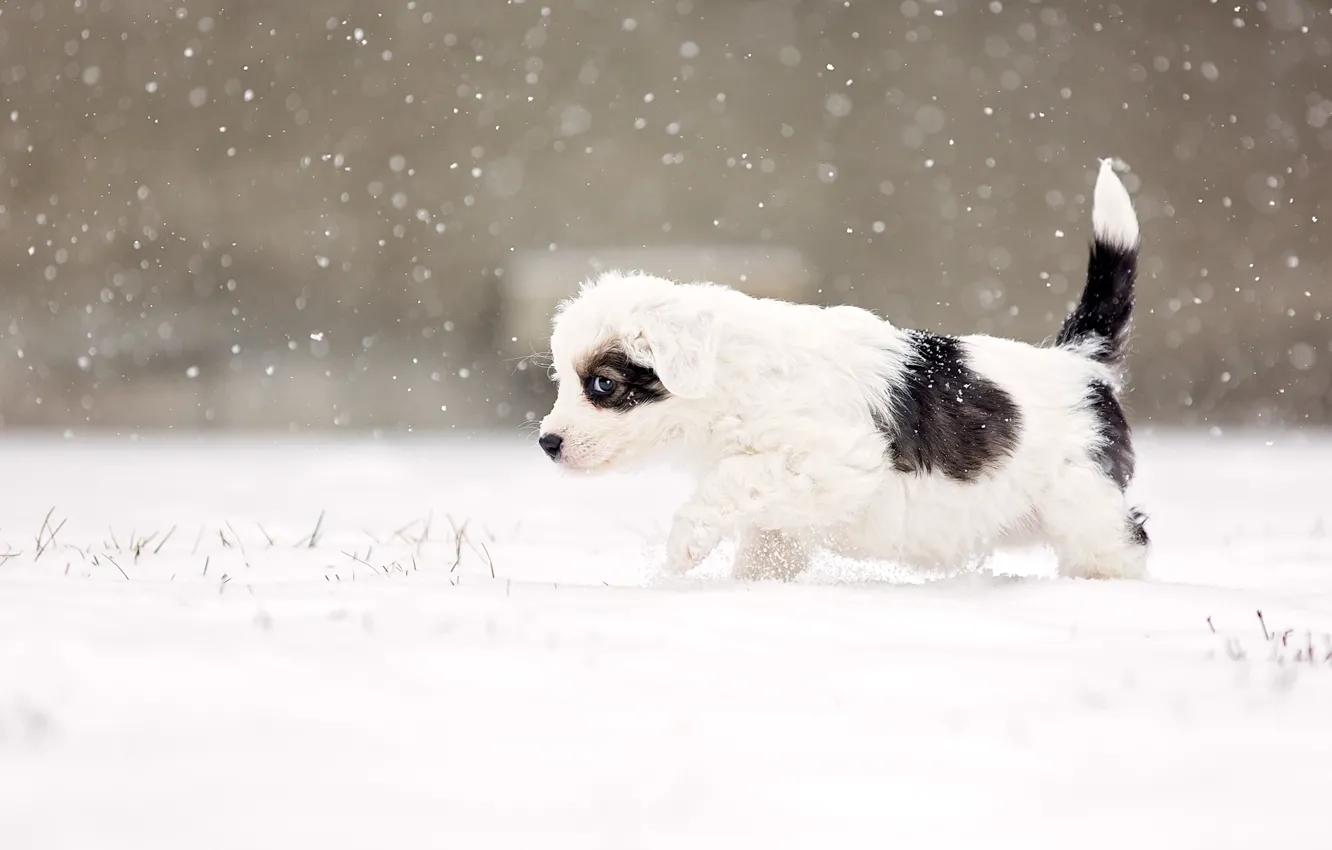 Photo wallpaper dog, snow, eye, snowing, suspicious, alert