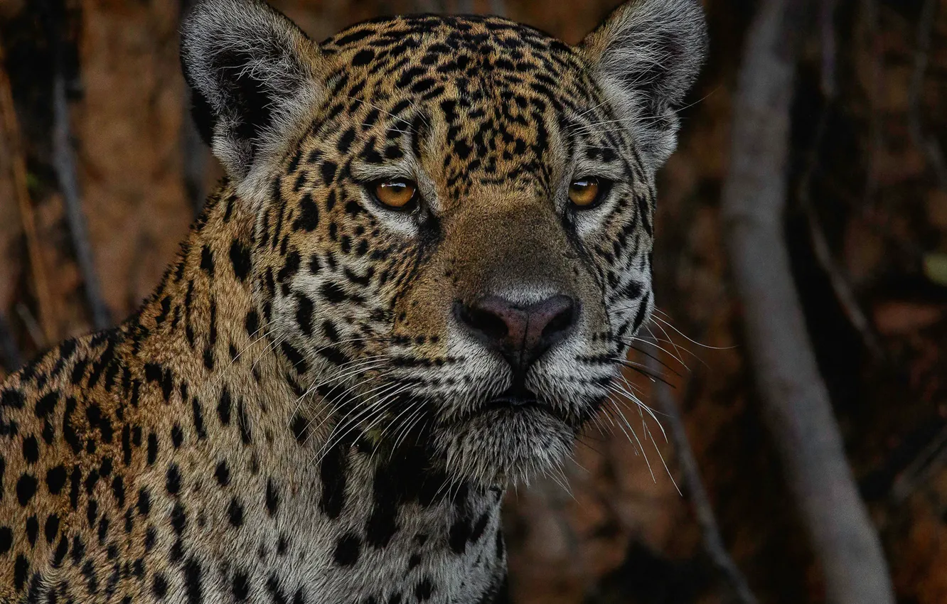 Photo wallpaper look, face, portrait, Jaguar