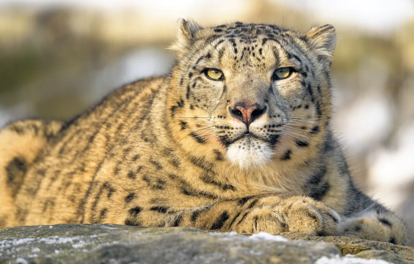 Photo wallpaper winter, look, face, snow, nature, stones, portrait, lies