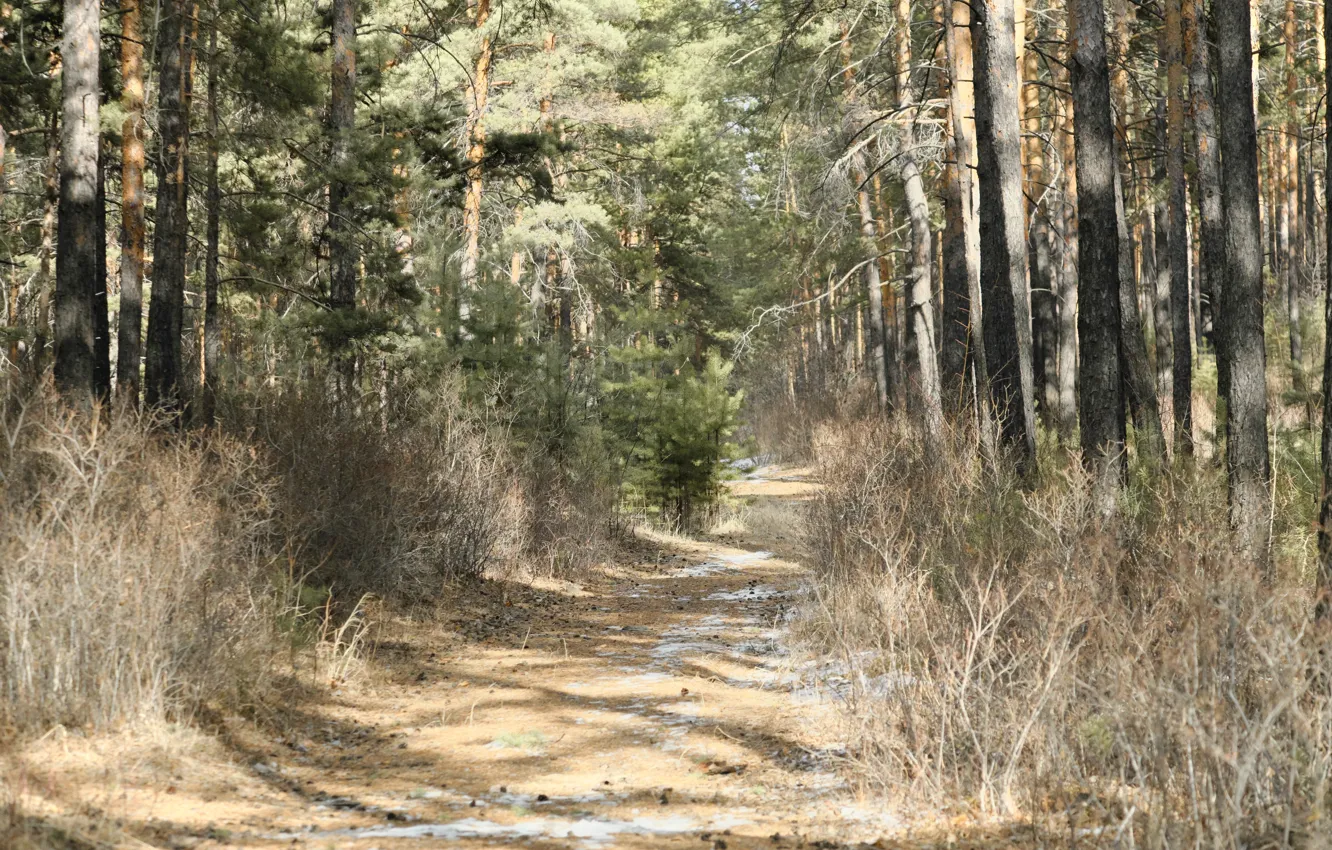 Photo wallpaper forest, trees, nature