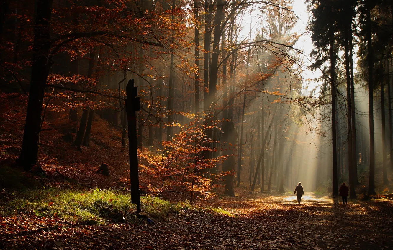 Photo wallpaper autumn, leaves, the sun, trees, people, Forest