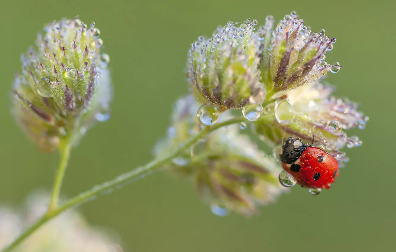 Photo wallpaper drops, macro, background, plant, ladybug, beetle
