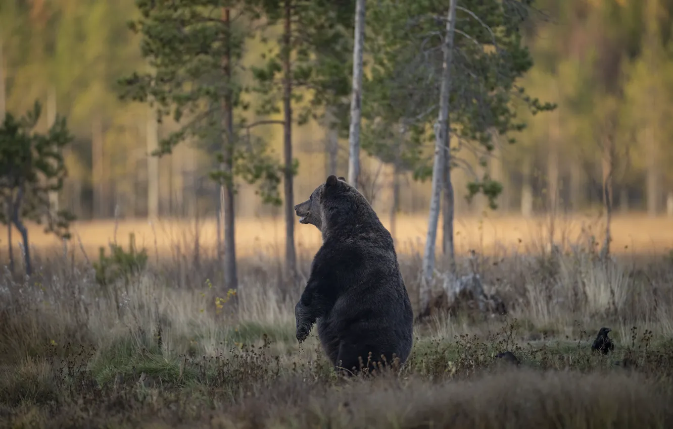 Photo wallpaper forest, grass, look, trees, pose, glade, back, bear