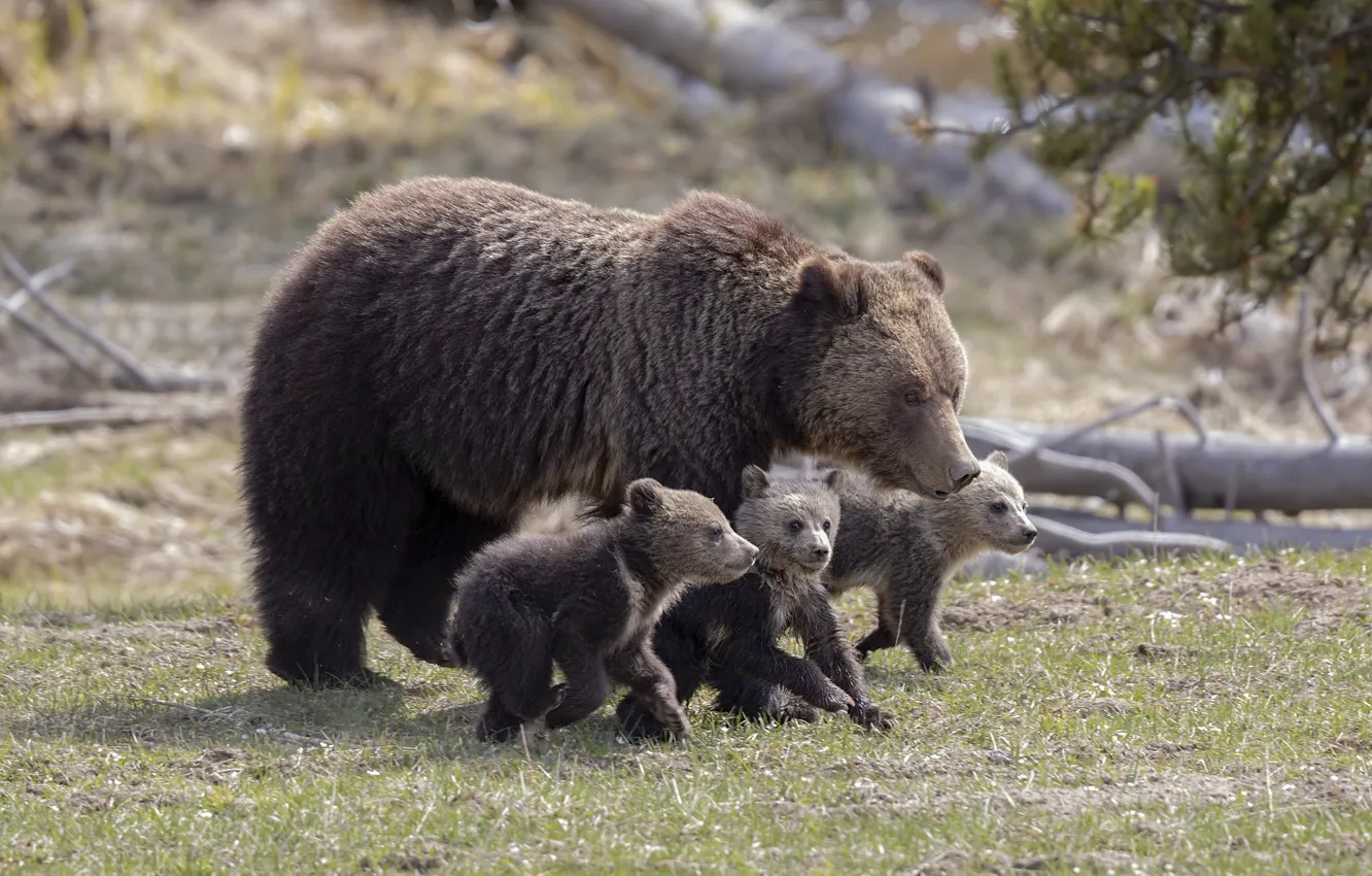 Photo wallpaper summer, nature, bear