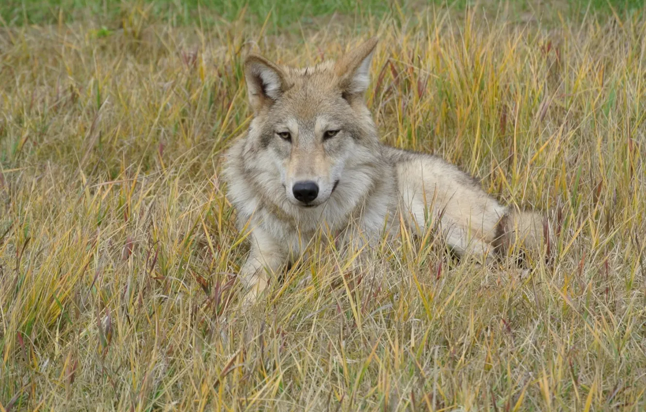 Photo wallpaper Predator, nature, animal, wolf, wildlife, portrait, portrait., Canis lupus. face