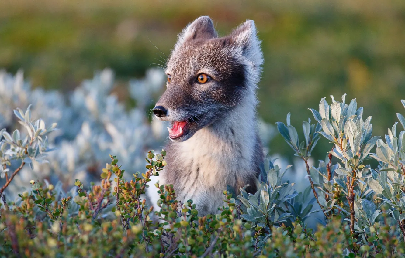 Photo wallpaper nature, animal, vegetation, Norway, Fox, Arctic Fox