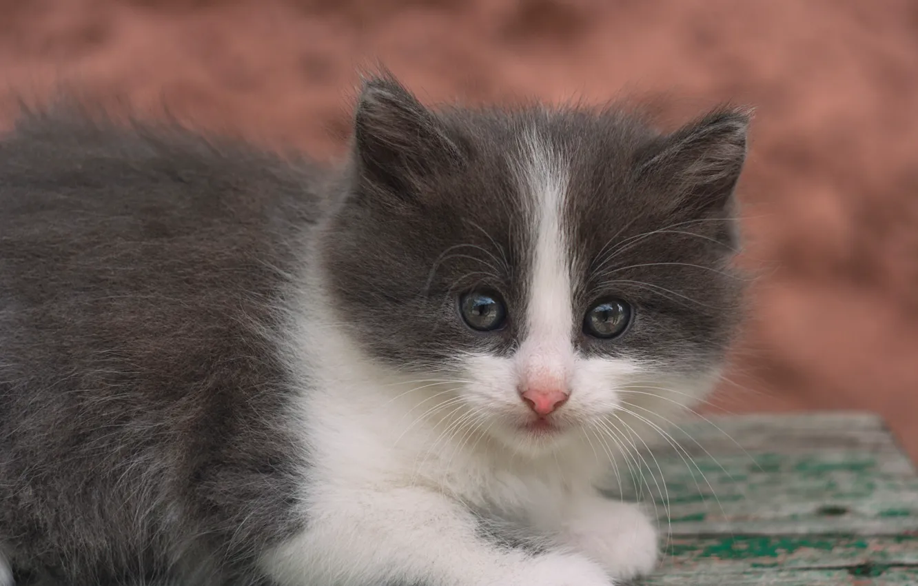 Photo wallpaper look, fluffy, baby, muzzle, kitty, Olga Alekseychik