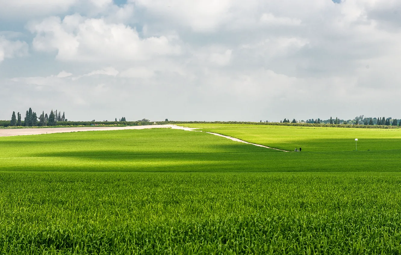 Photo wallpaper greens, field, the sky, grass, green, sky, field