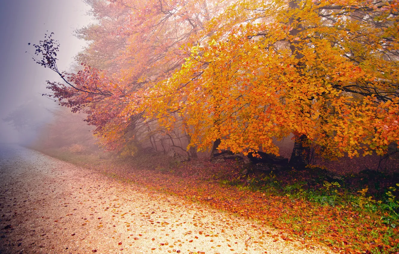 Photo wallpaper road, autumn, nature, fog, tree