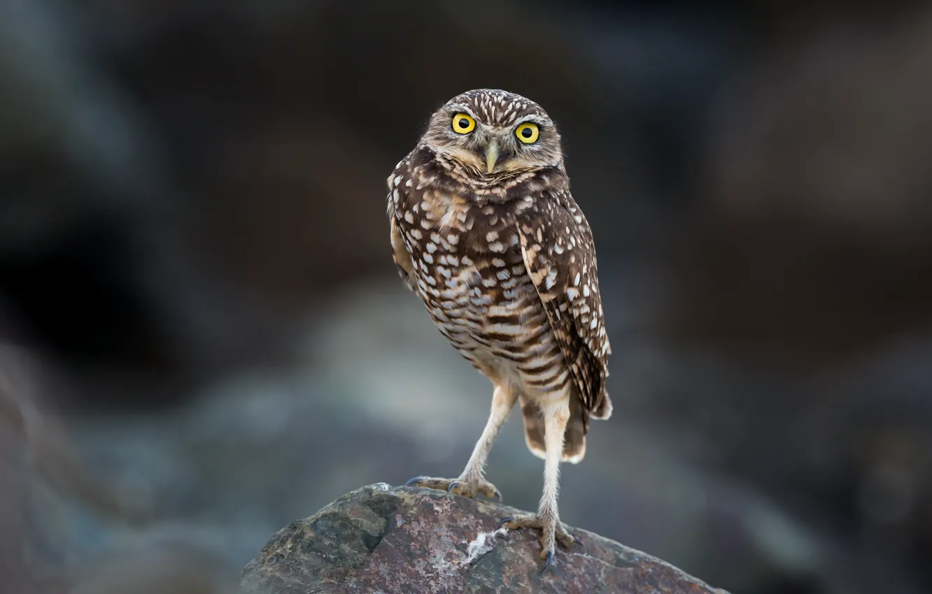 Photo wallpaper background, owl, bird, owl