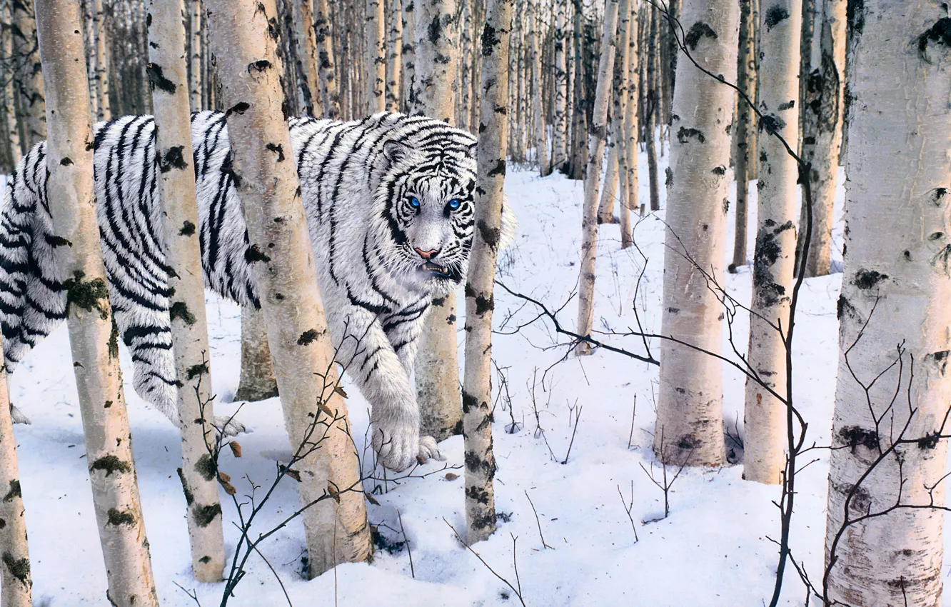 Photo wallpaper winter, forest, white, tiger, Robert R. Copple