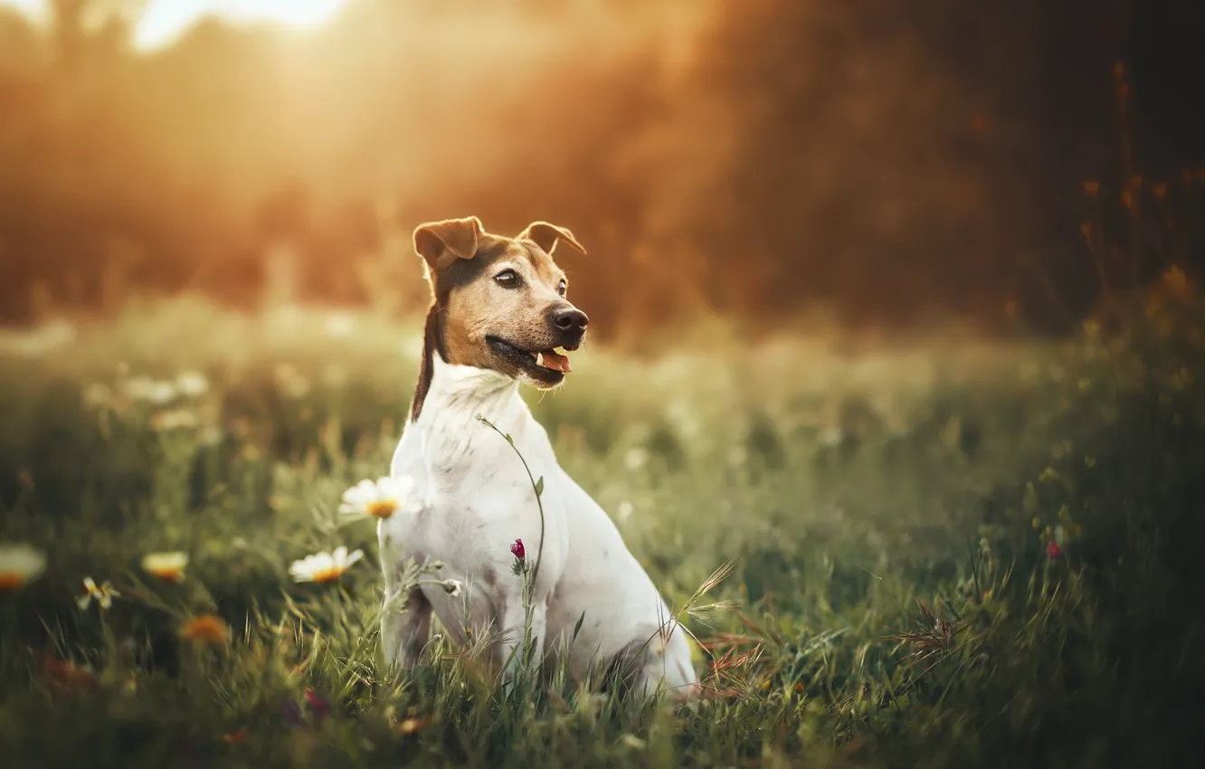 Photo wallpaper field, language, white, summer, grass, look, light, flowers