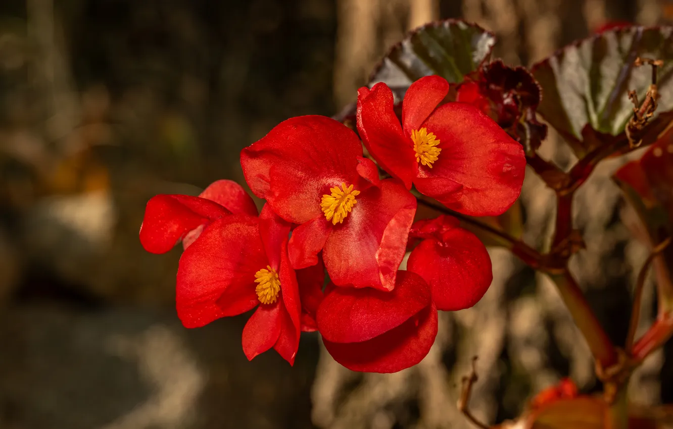 Photo wallpaper flowers, red, begonia