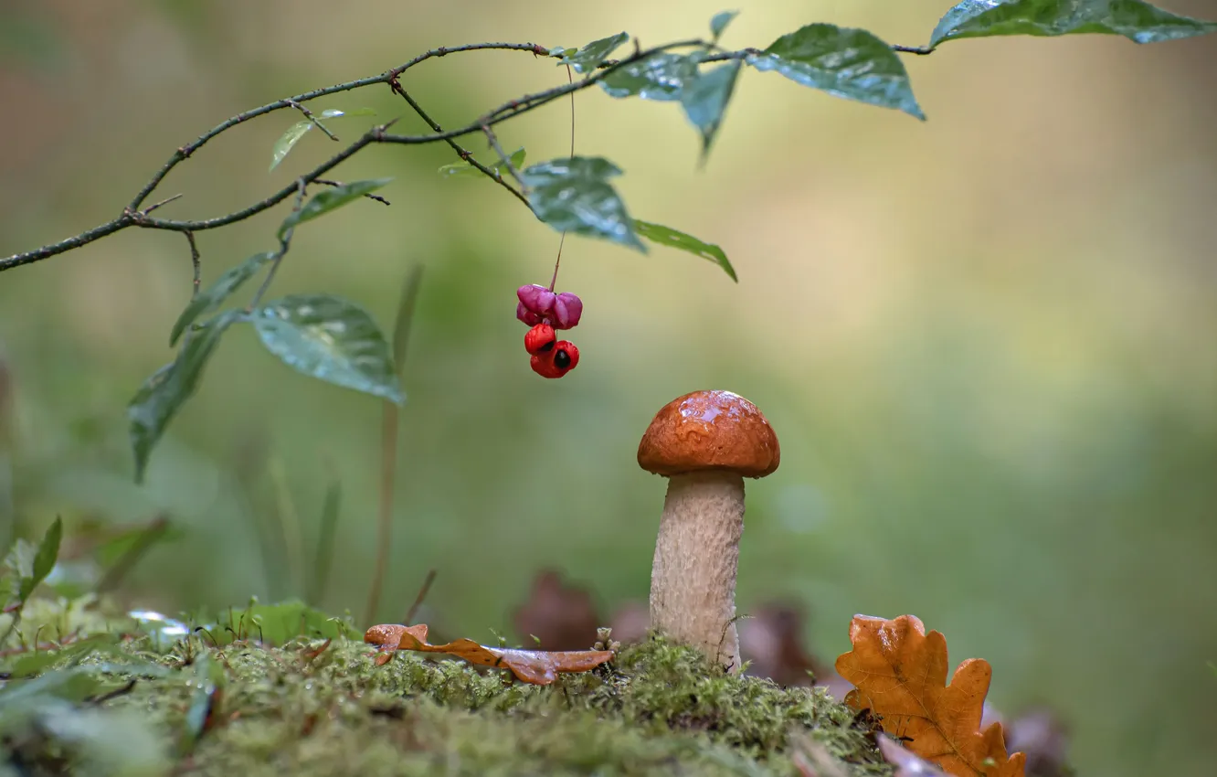 Photo wallpaper leaves, berries, mushrooms, beauty, tree branch, in the autumn forest, Andrey Kiselev