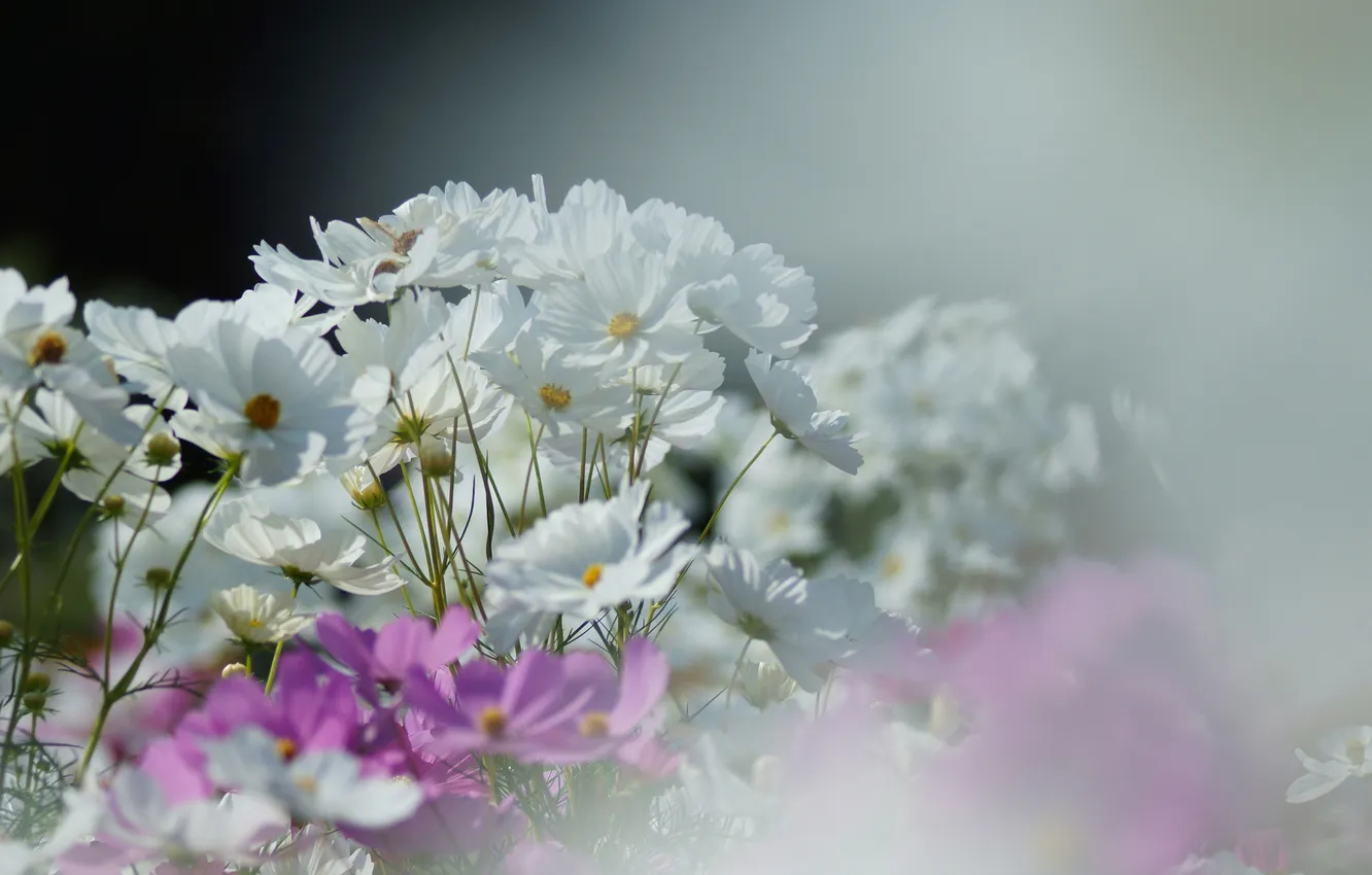 Photo wallpaper flowers, blur, pink, white, field, kosmeya