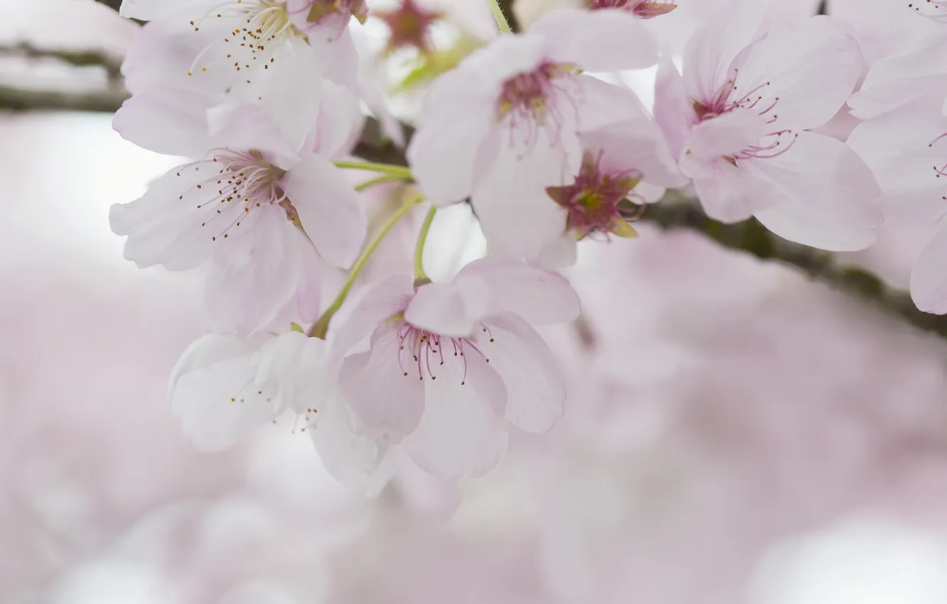 Photo wallpaper cherry, tenderness, spring, flowering