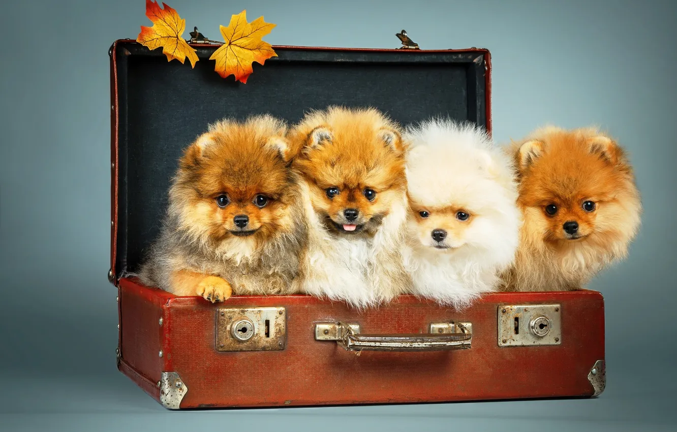 Photo wallpaper puppy, suitcase, maple, Spitz Pomeranian