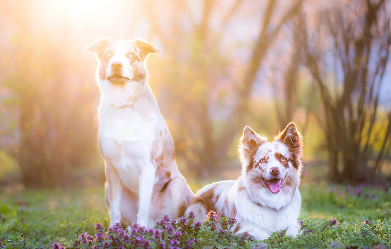 Photo wallpaper dogs, light, nature