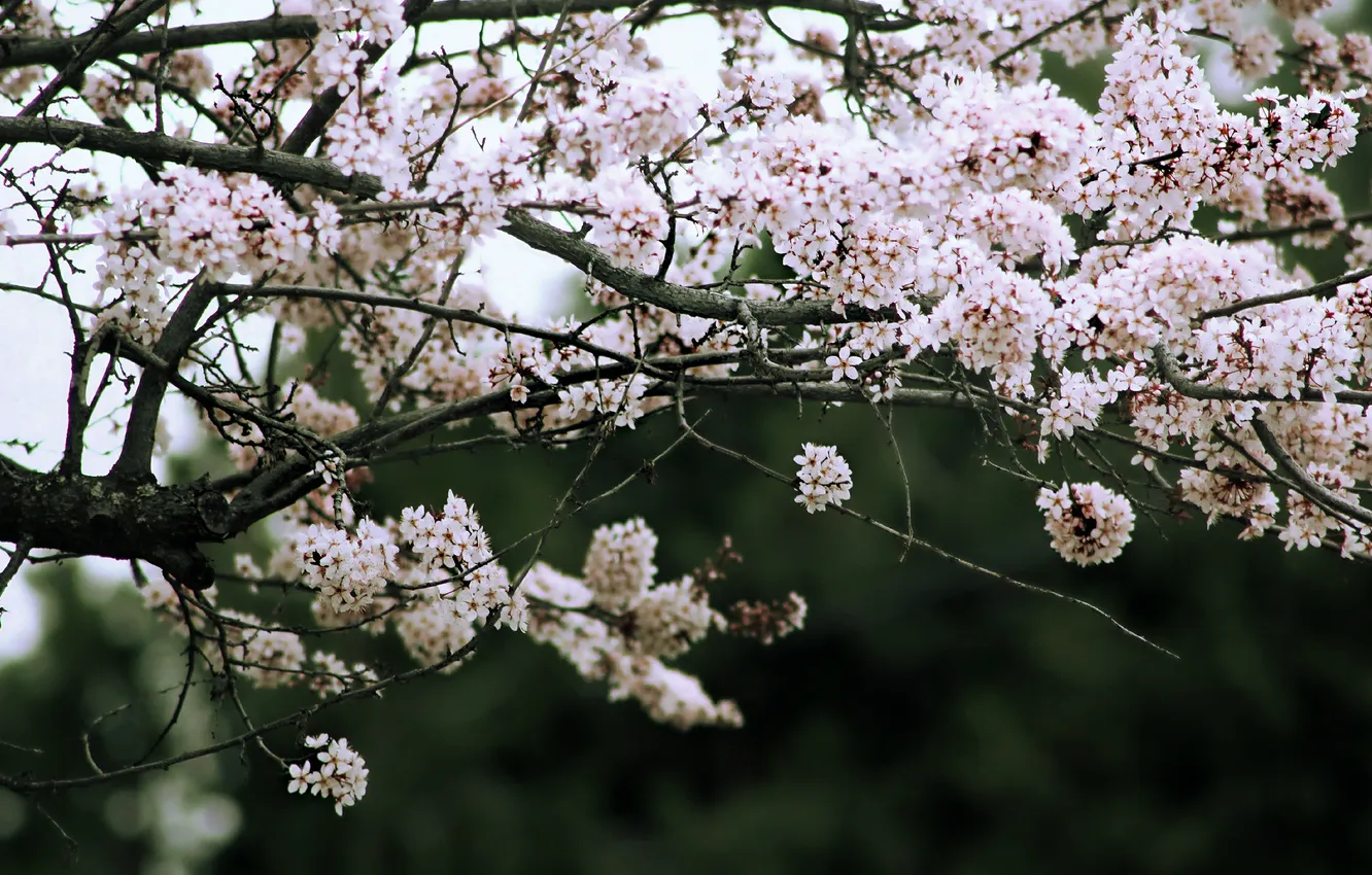 Photo wallpaper tree, spring, blooms