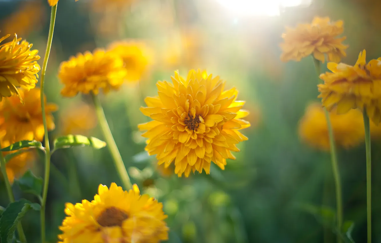 Photo wallpaper greens, the sun, flowers, blur