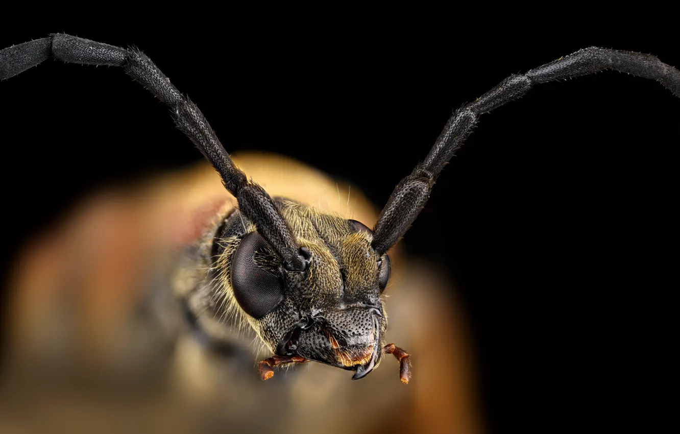 Photo wallpaper macro, insect, Black - legged leptura