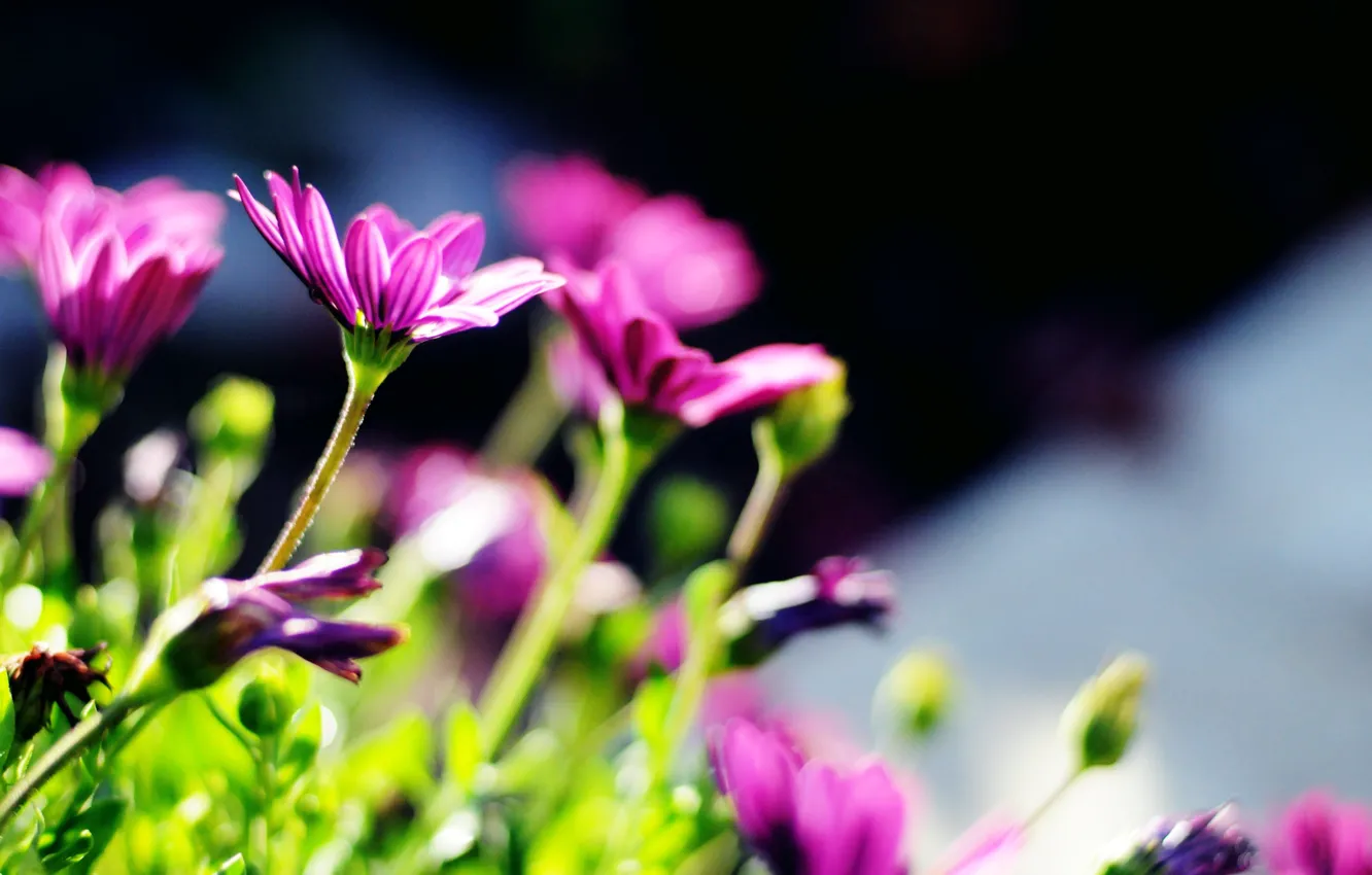 Photo wallpaper purple, the sun, flowers, green, background, widescreen, stems, Wallpaper