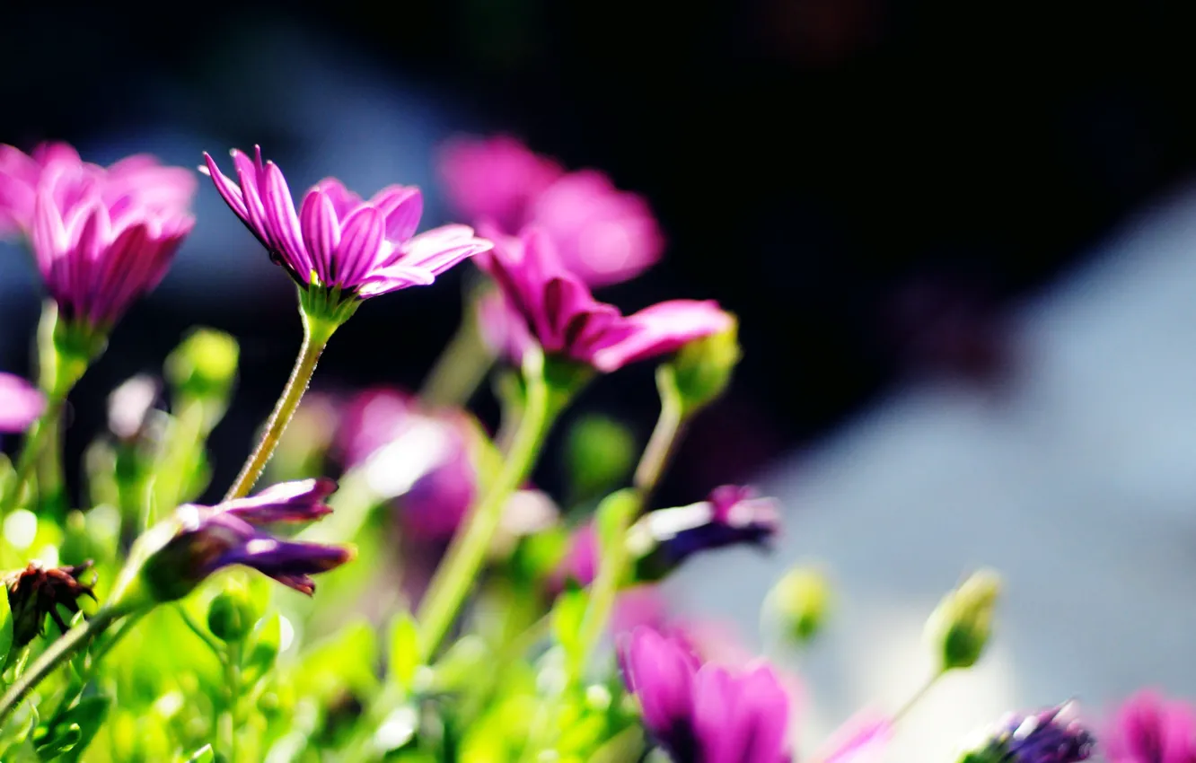 Photo wallpaper purple, the sun, flowers, green, background, widescreen, Wallpaper, blur