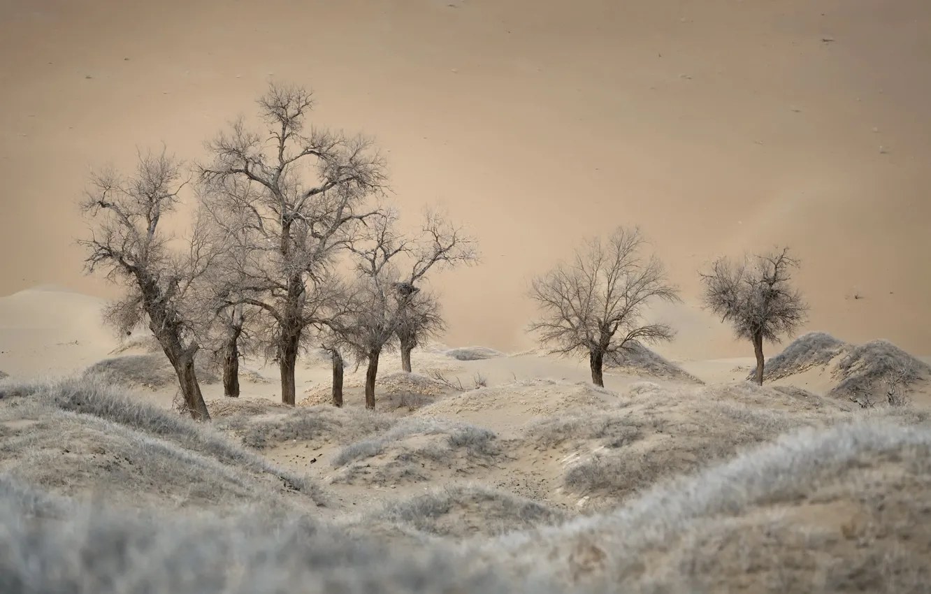 Photo wallpaper trees, nature, desert