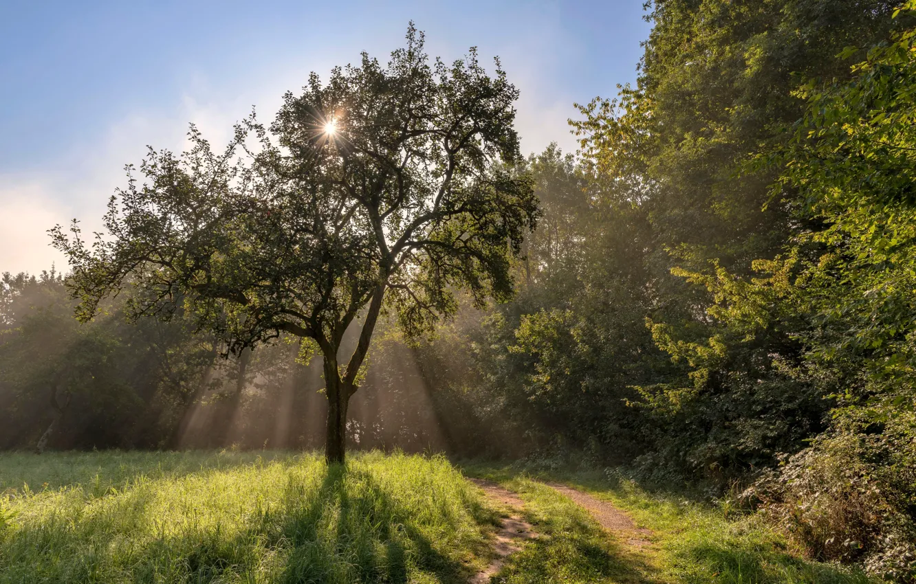 Photo wallpaper road, grass, trees, the rays of the sun