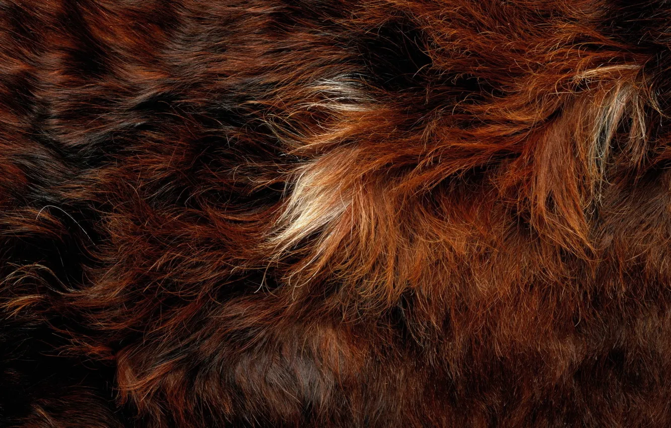 Photo wallpaper animal, hair, fur