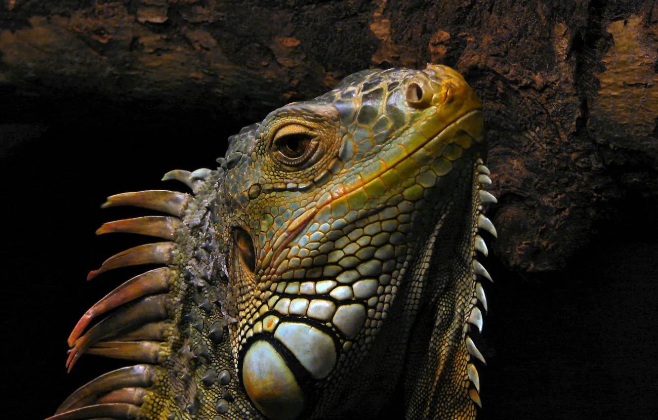 Photo wallpaper animal, reptile, Varan, picture.
