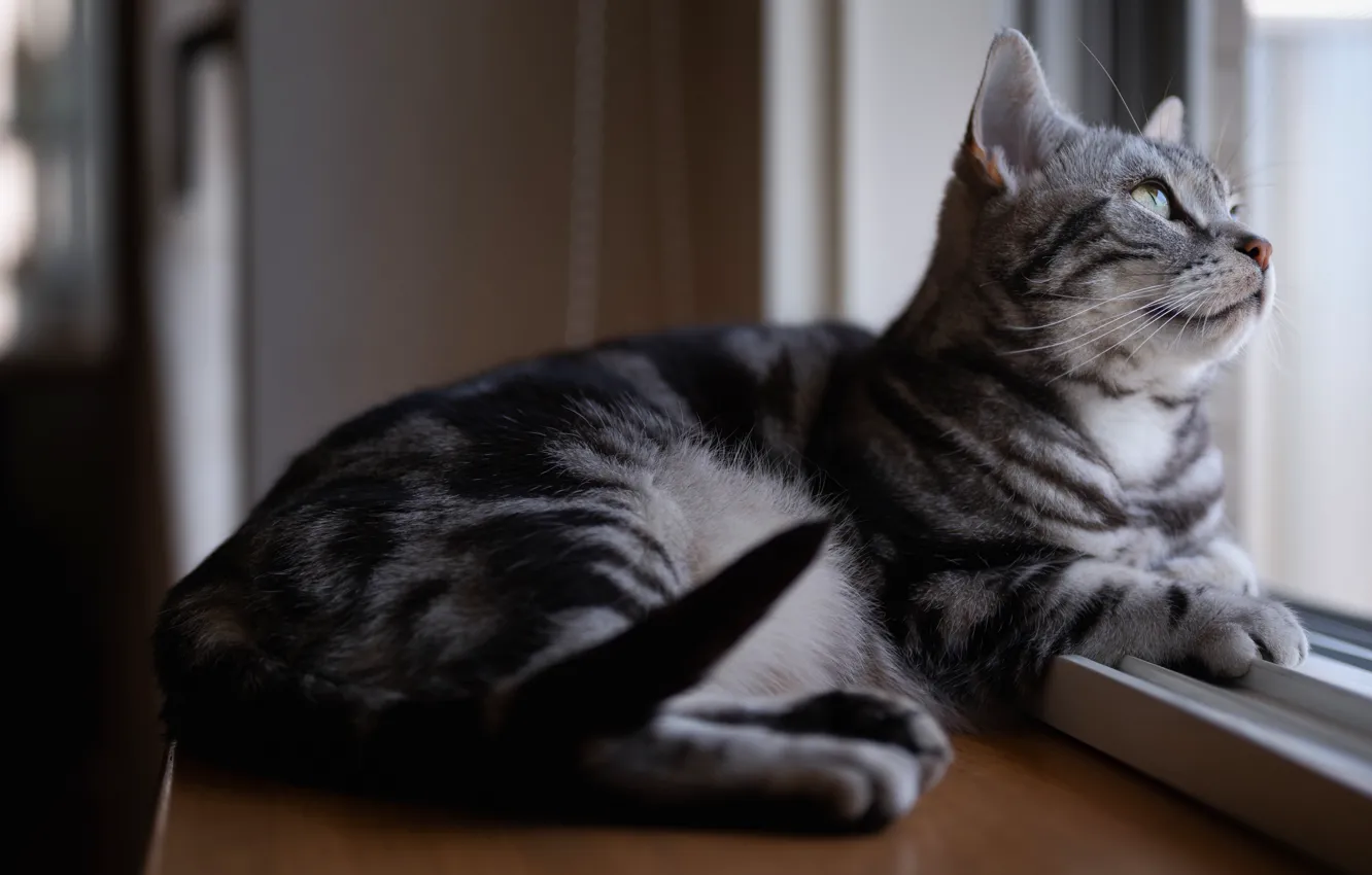 Photo wallpaper cat, cat, look, grey, window, lies, sill, striped