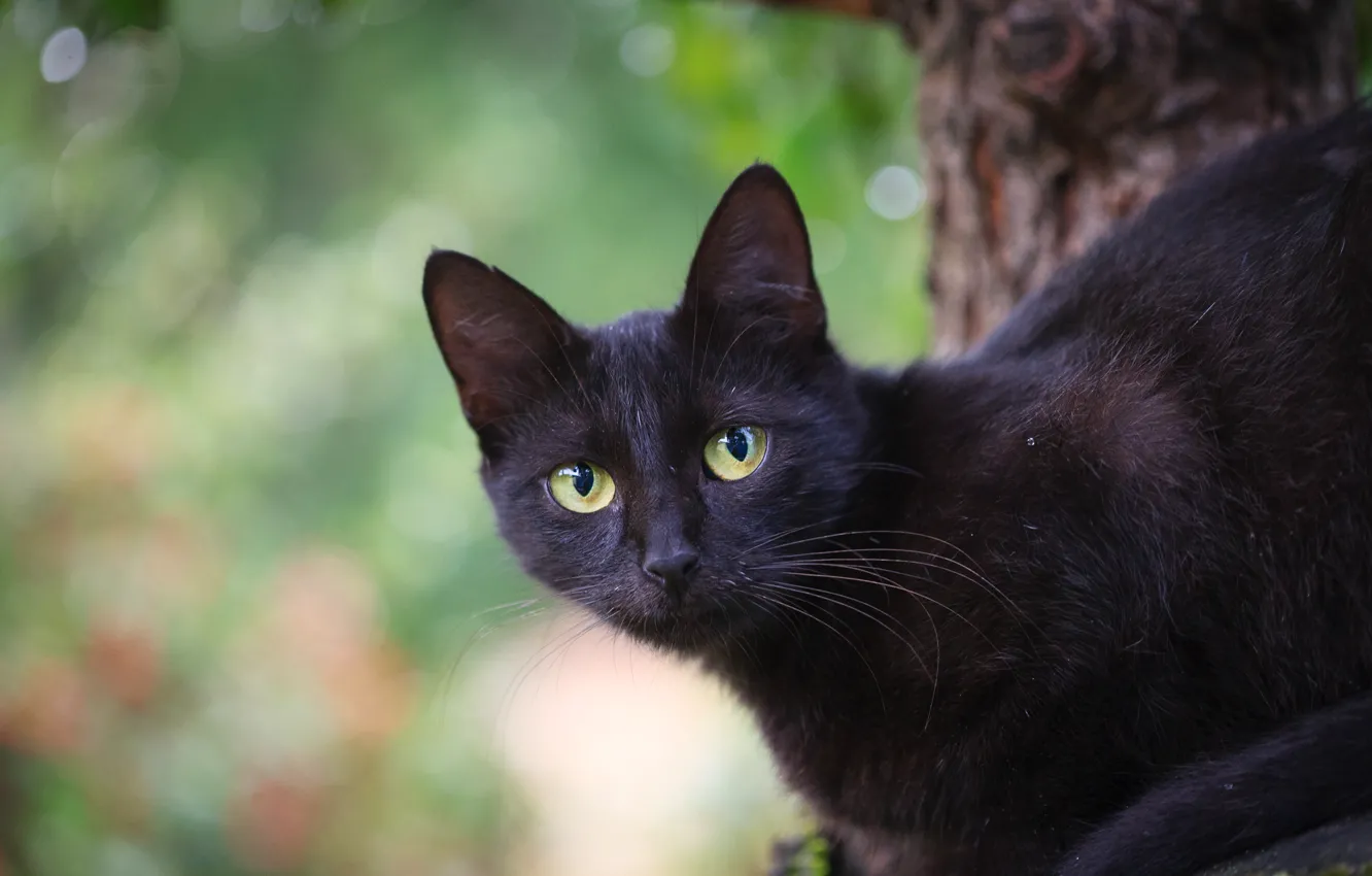 Photo wallpaper cat, cat, look, drops, pose, green, background, black