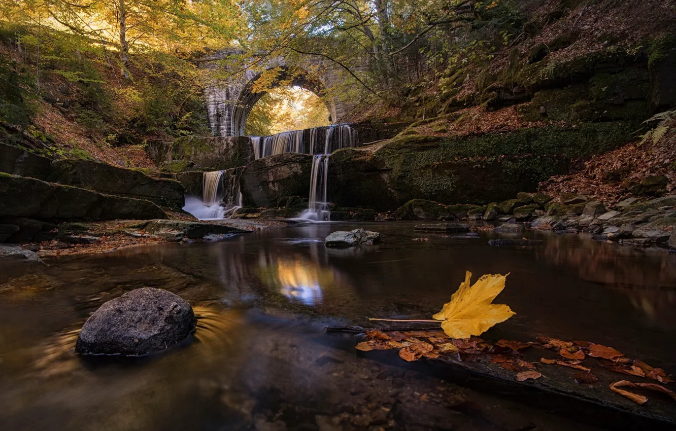 Photo wallpaper autumn, forest, leaves, river