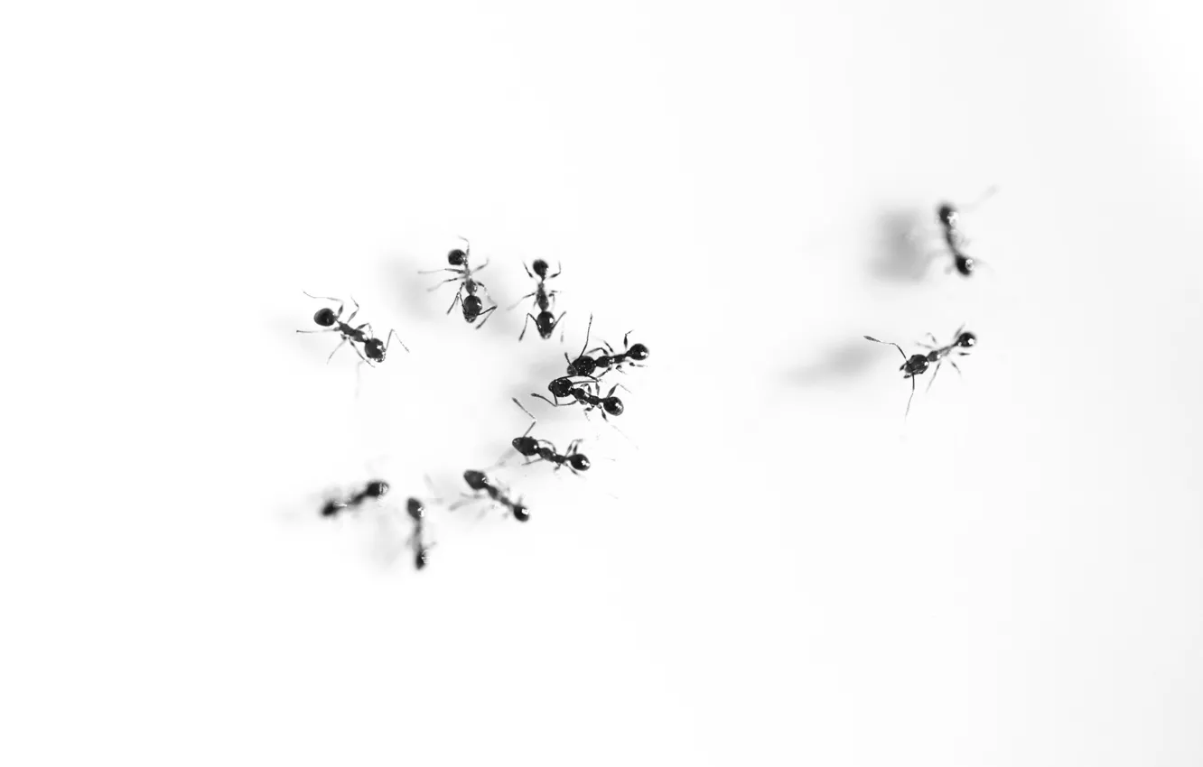 Photo wallpaper meeting, talking, ants