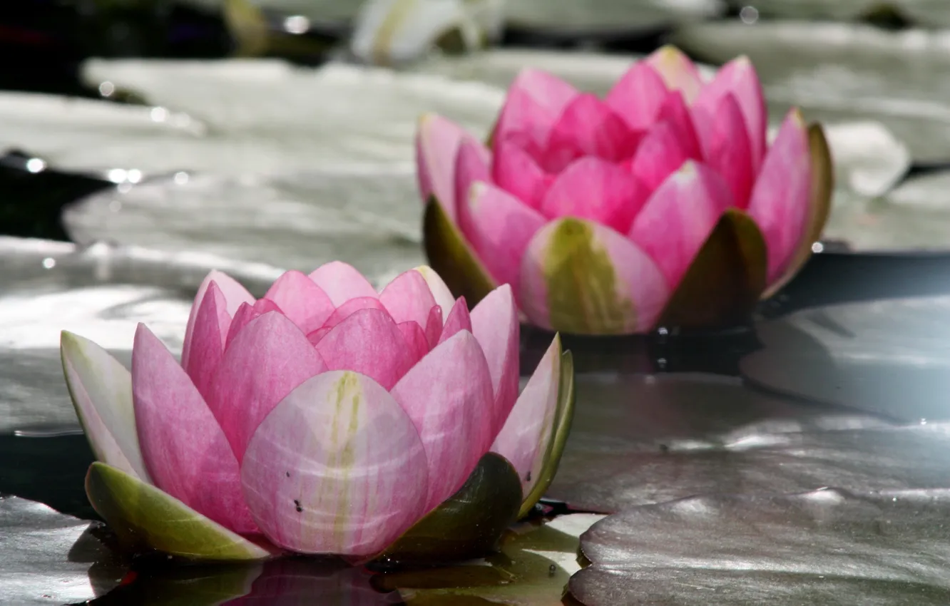 Photo wallpaper leaves, water, flowers, lake, Lotus