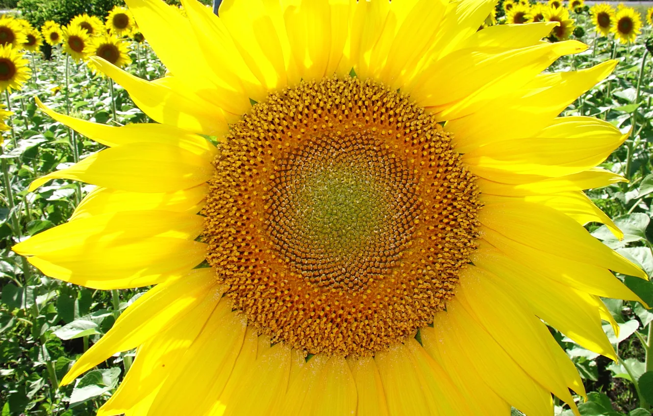 Photo wallpaper flower, macro, yellow, Sunflower