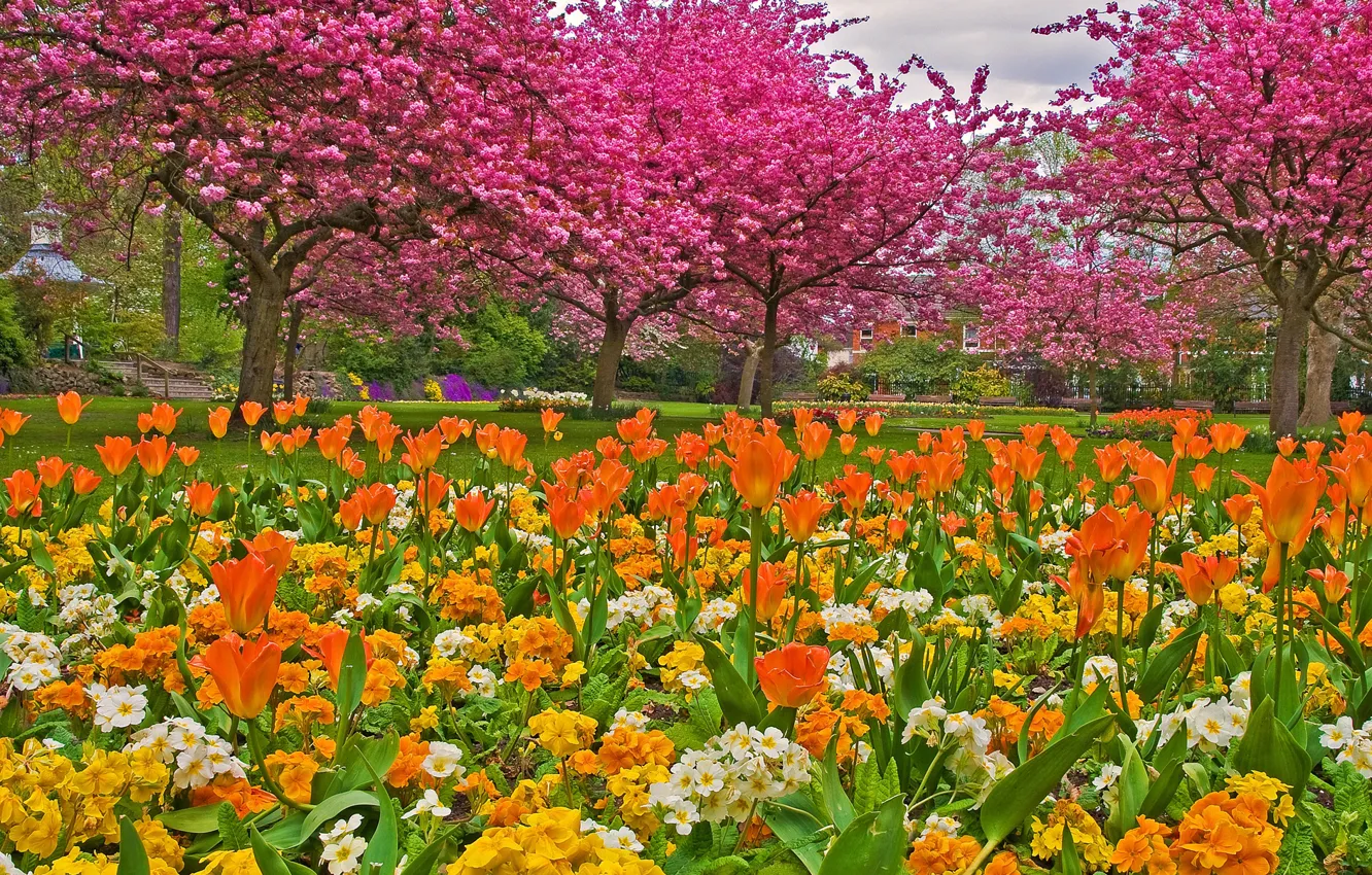 Photo wallpaper grass, trees, flowers, Park, garden, tulips