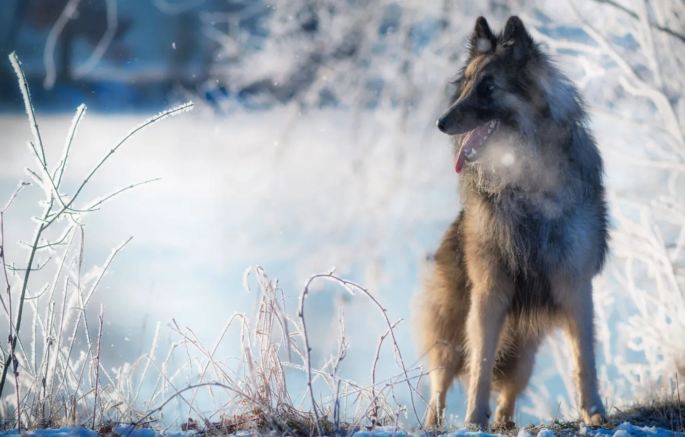 Photo wallpaper winter, language, snow, nature, dog, Belgian shepherd