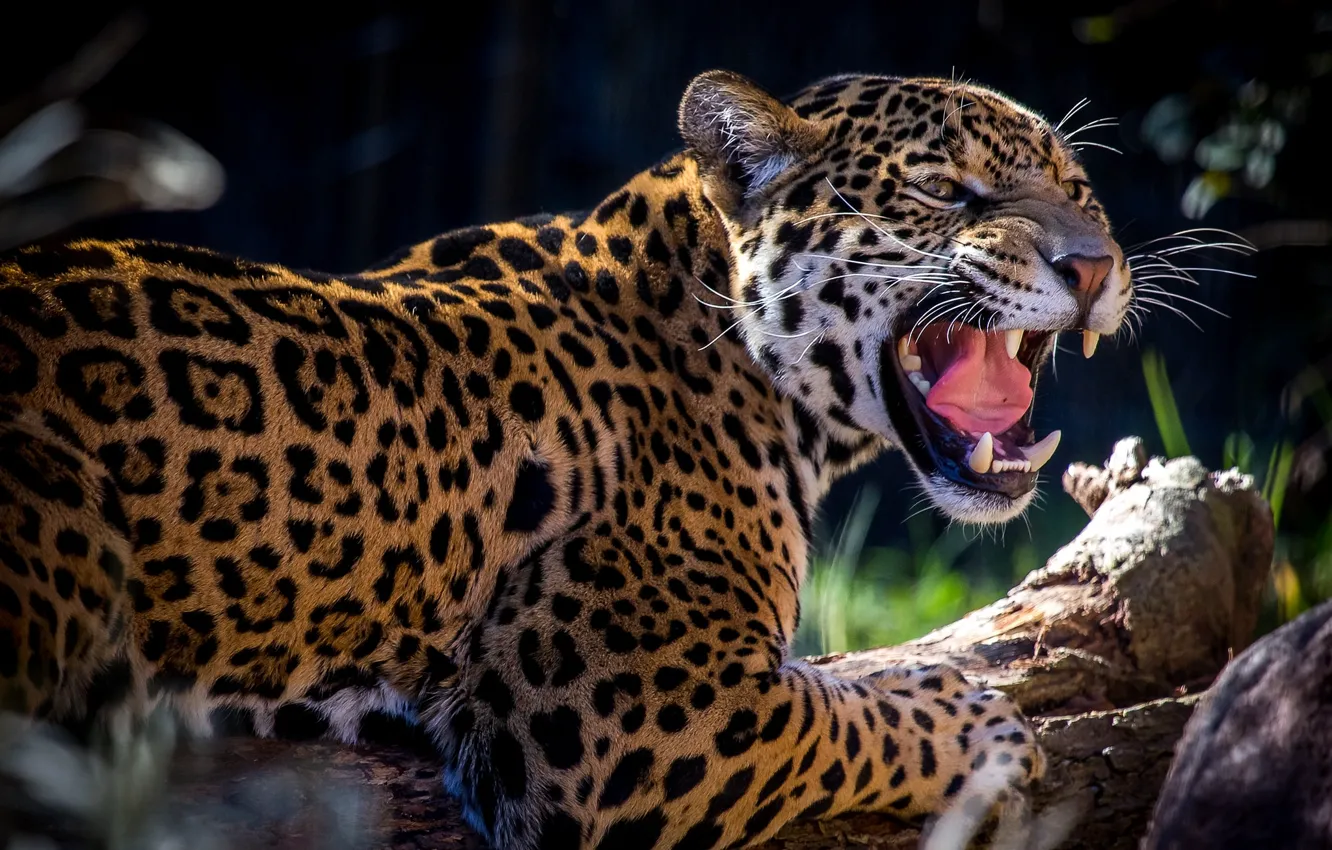 Photo wallpaper predator, spot, grin, Jaguar, roar