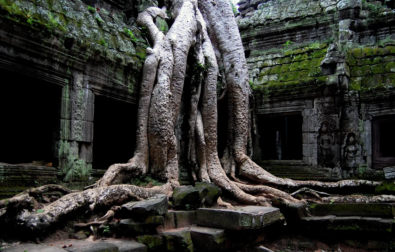 Photo wallpaper roots, building, moss, jungle, plate, old