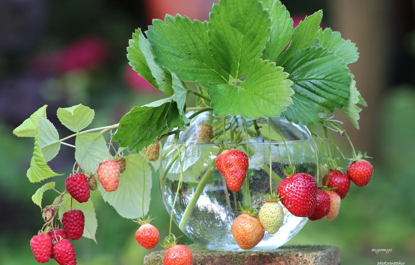 Photo wallpaper leaves, berries, raspberry, strawberries, Bank