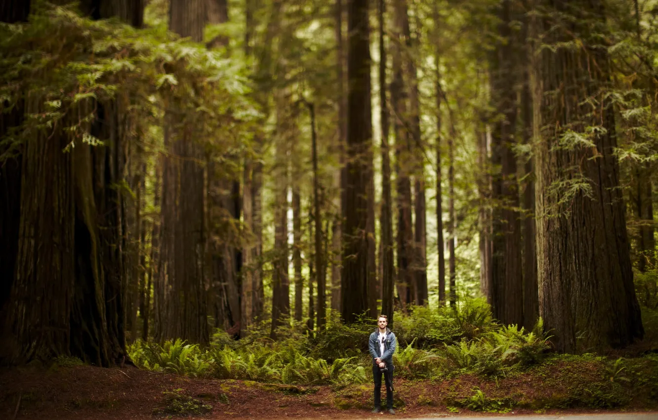 Photo wallpaper forest, trees, nature, people