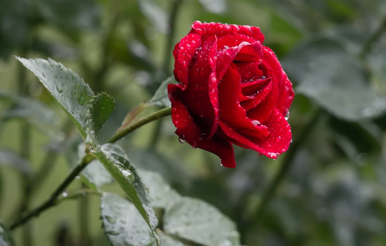 Photo wallpaper flower, red rose, flower red rose, rose after the rain, rose after rain
