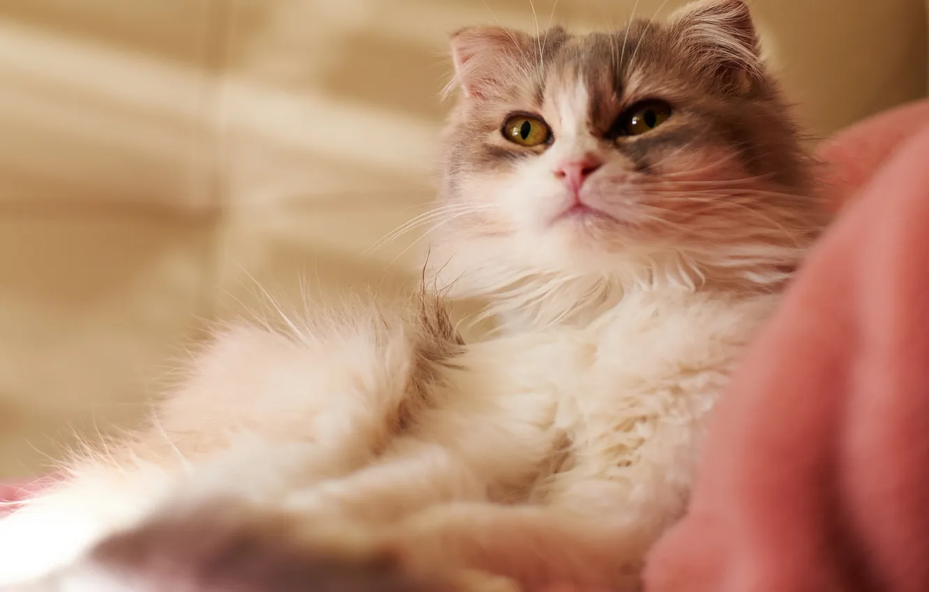 Photo wallpaper cat, cat, fabric, lies