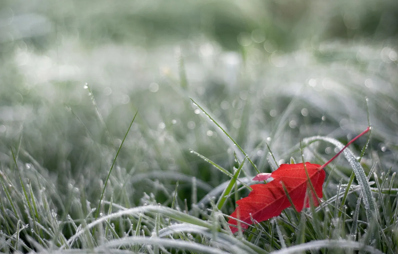 Photo wallpaper autumn, leaves, macro