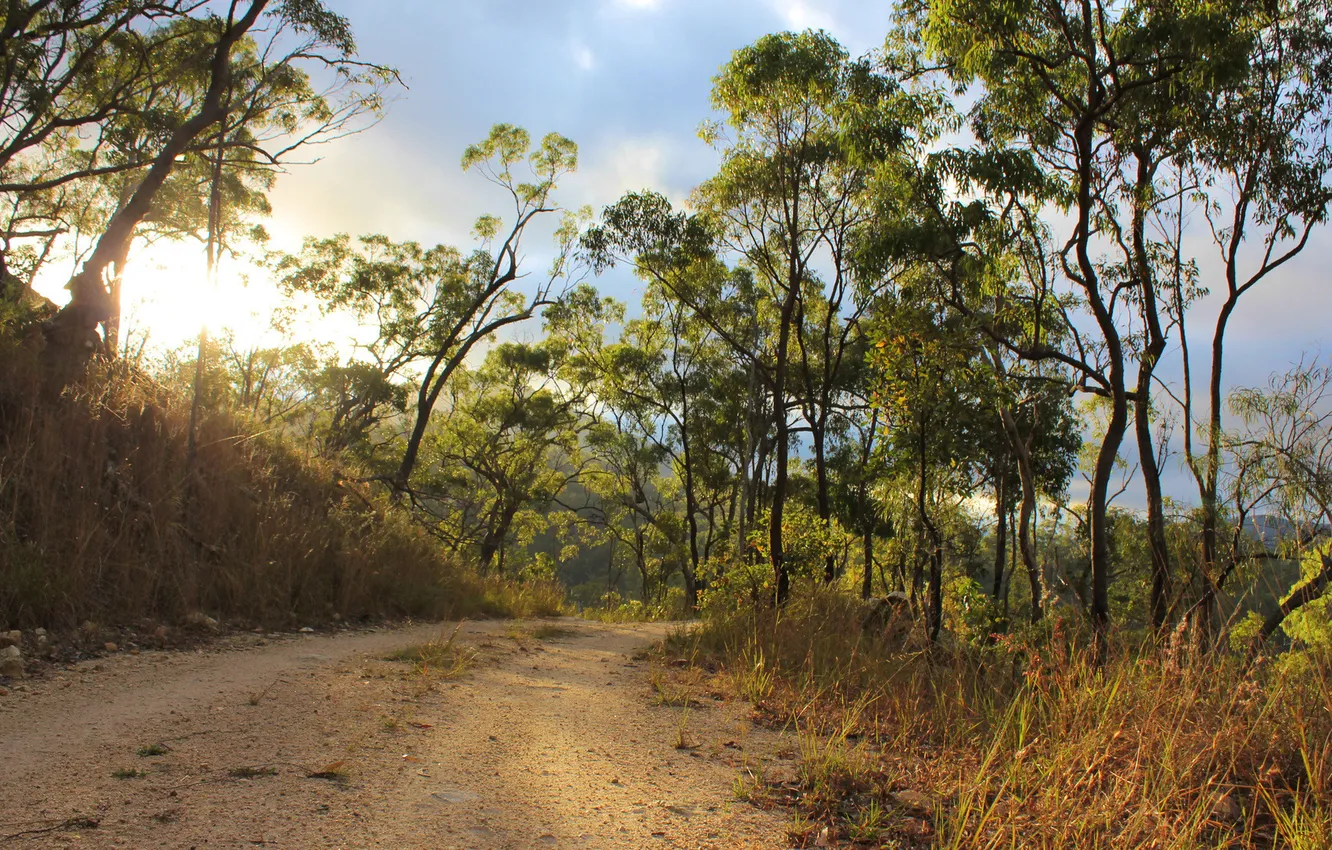 Photo wallpaper road, the sun, trees, nature