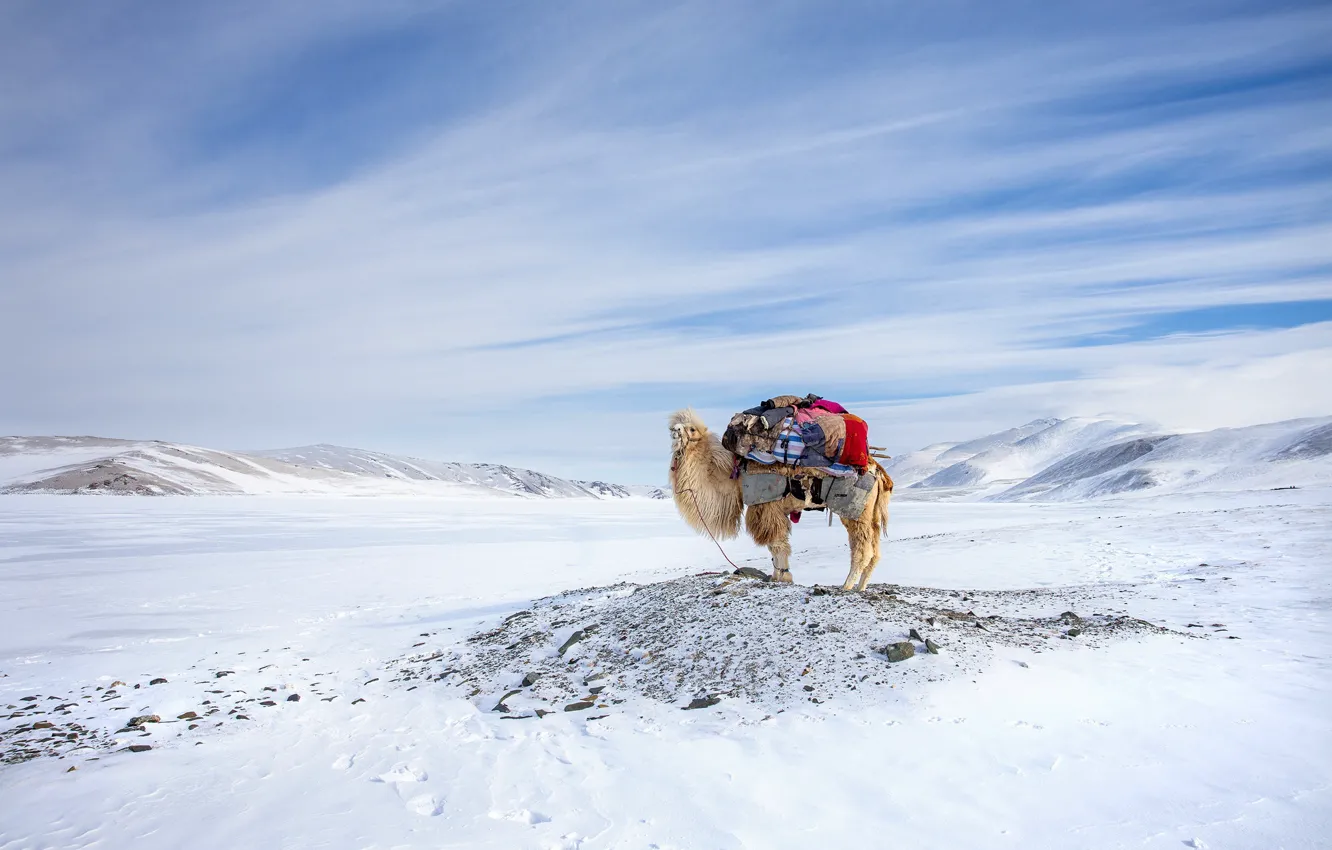Photo wallpaper winter, Mongolia, camel, Migration