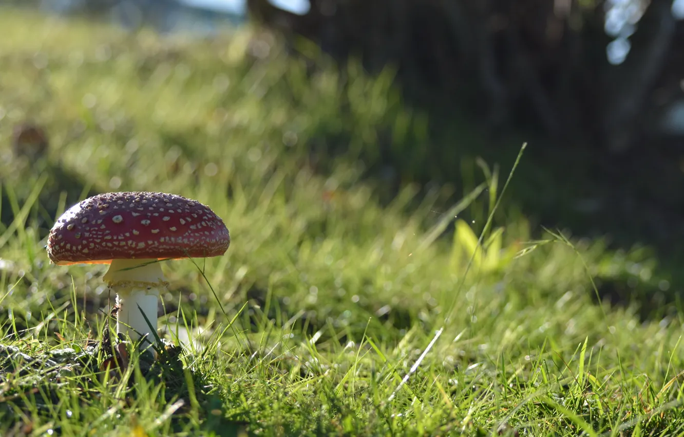 Photo wallpaper field, grass, nature, mushrooms