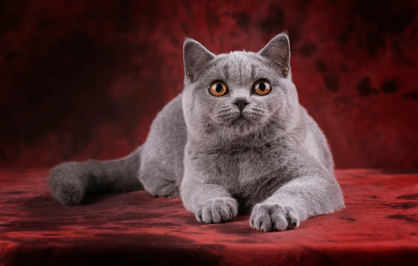 Photo wallpaper cat, cat, look, pose, kitty, grey, portrait, legs